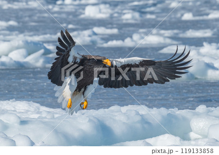 知床 冬 知床 冬 119133858