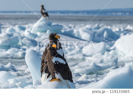 知床　冬 119133865