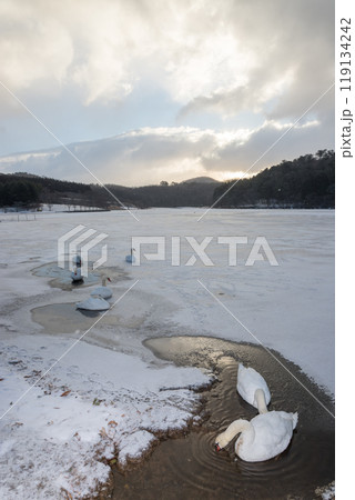 冬の志高湖の白鳥（大分県別府市） 119134242