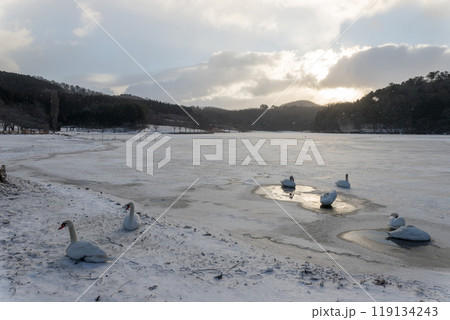 冬の志高湖の白鳥(大分県別府市) 冬の志高湖の白鳥(大分県別府市) 119134243