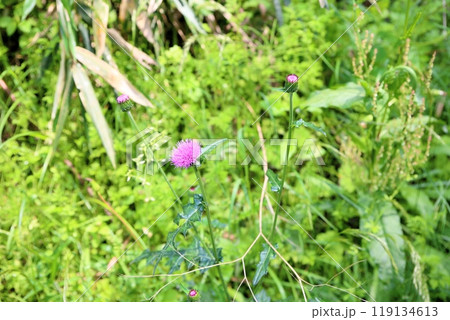 可愛い ノアザミの花 可愛い ノアザミの花 119134613