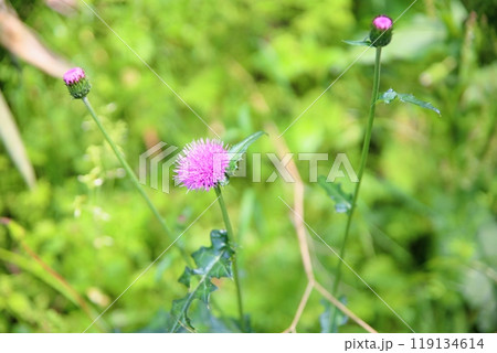 可愛い　ノアザミの花 119134614