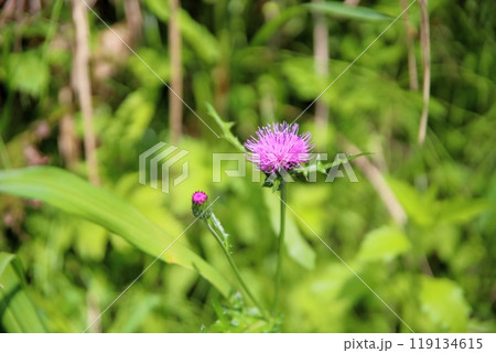 可愛い　ノアザミの花 119134615