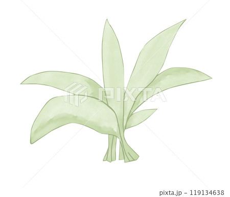 Bush with large leaves illustration color children's light and bright for printing and web use Bush with large leaves illustration color children's light and bright for printing and web use 119134638