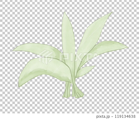 Bush with large leaves illustration color children's light and bright for printing and web use Bush with large leaves illustration color children's light and bright for printing and web use 119134638