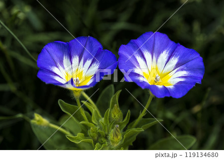 Morning glory flower in the garden 119134680