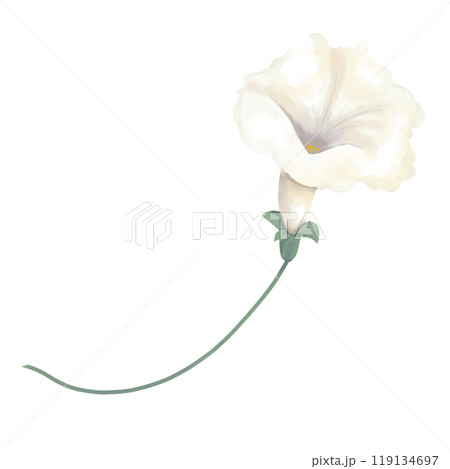 Petunia flower white on green stem, picturesque digital watercolor illustration for printing and web	 119134697