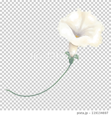 Petunia flower white on green stem, picturesque digital watercolor illustration for printing and web	 119134697