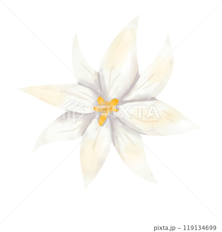 Flower head white with long petals and yellow center, picturesque digital watercolor illustration for printing and web	 119134699