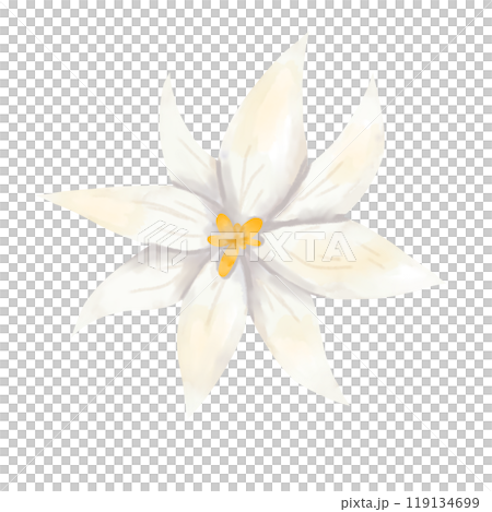 Flower head white with long petals and yellow center, picturesque digital watercolor illustration for printing and web	 119134699