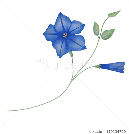 Flowers and buds petunia blue on stem with leaves green, picturesque digital watercolor illustration for printing and web Flowers and buds petunia blue on stem with leaves green, picturesque digital watercolor illustration for printing and web 119134700