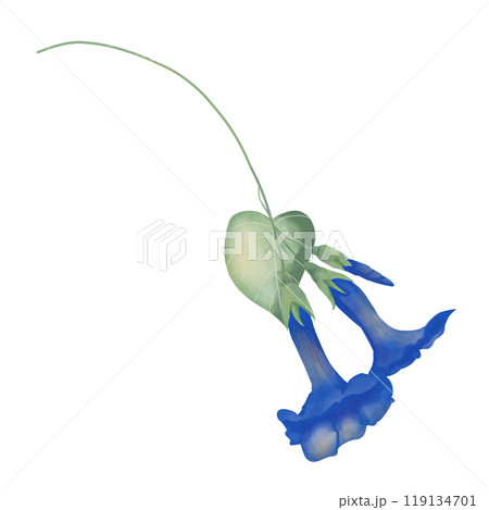 Flowers and buds petunia blue on stem with leaves green, picturesque digital watercolor illustration for printing and web	 119134701