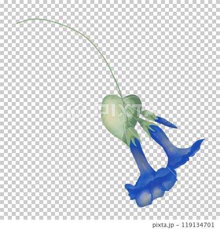 Flowers and buds petunia blue on stem with leaves green, picturesque digital watercolor illustration for printing and web	 119134701