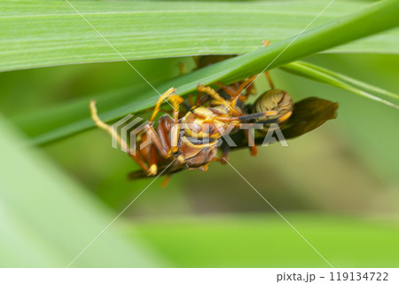 Paper wasp perched on a green leaf 119134722