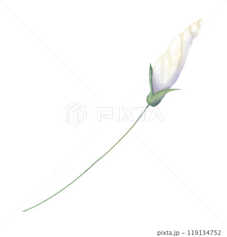 Bud closed petunia white on stem green, picturesque digital watercolor illustration for printing and web	 119134752