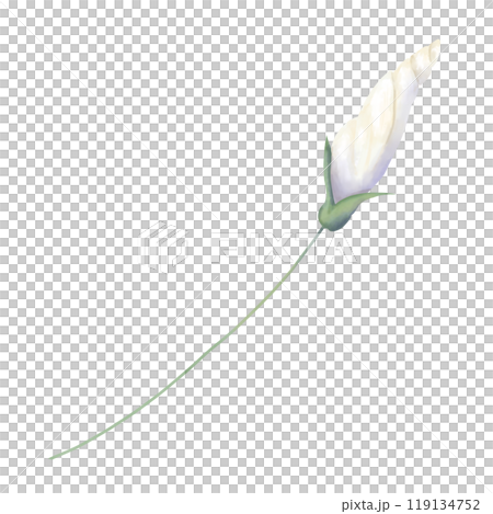 Bud closed petunia white on stem green, picturesque digital watercolor illustration for printing and web	 119134752