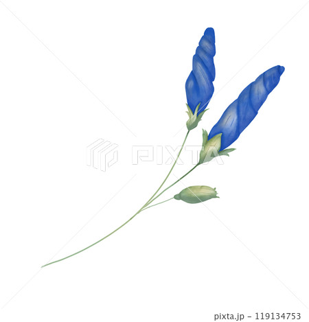 Closed buds petunia blue on stem green, picturesque digital watercolor illustration for printing and web	 119134753