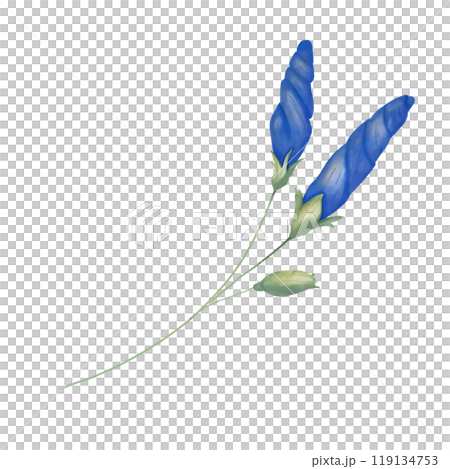 Closed buds petunia blue on stem green, picturesque digital watercolor illustration for printing and web	 119134753