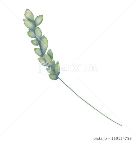 Wheat stalk with grains green, painting digital watercolor illustration for printing and web Wheat stalk with grains green, painting digital watercolor illustration for printing and web 119134758