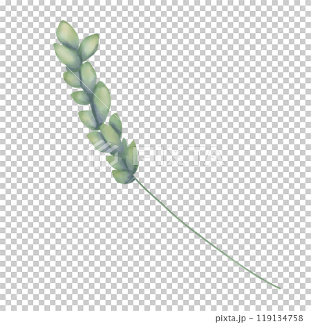 Wheat stalk with grains green, painting digital watercolor illustration for printing and web Wheat stalk with grains green, painting digital watercolor illustration for printing and web 119134758