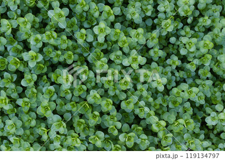 closeup view of small green leaves, sprout carpet wallpaper concept, nature background closeup view of small green leaves, sprout carpet wallpaper concept, nature background 119134797