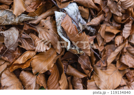 Brown autumn leaves on the ground in the park, autumn background with autumn dry foliage 119134840