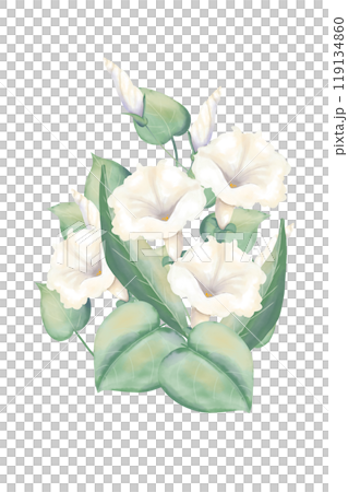 Composition with white pitunia flowers and green leaves, wedding watercolor illustration for printing and web design Composition with white pitunia flowers and green leaves, wedding watercolor illustration for printing and web design 119134860