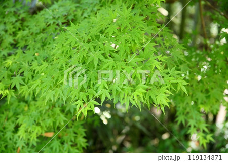 爽やか 青モミジ 爽やか 青モミジ 119134871