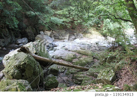 木漏れ日あふれる大阪高槻摂津峡の清流 119134913