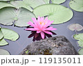 諸橋近代美術館のハス 119135011