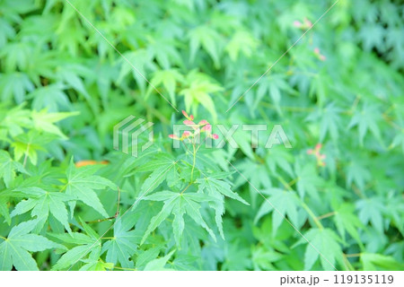 爽やか　青モミジ　紅色双葉 119135119