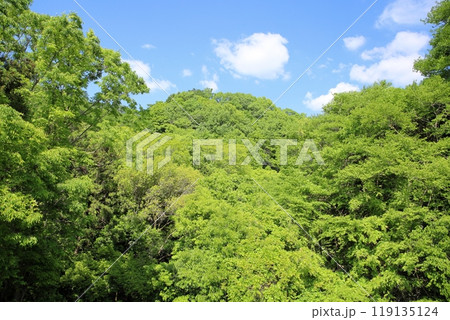 初夏の里山 119135124