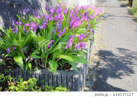 可愛い　シランの花 119135127