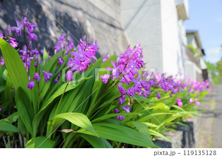 可愛い　シランの花 119135128