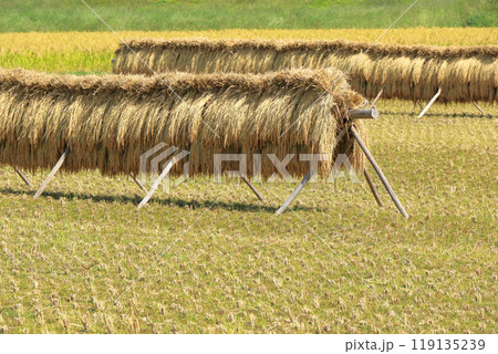 安曇野の秋 はさ掛けのある風景 安曇野の秋 はさ掛けのある風景 119135239
