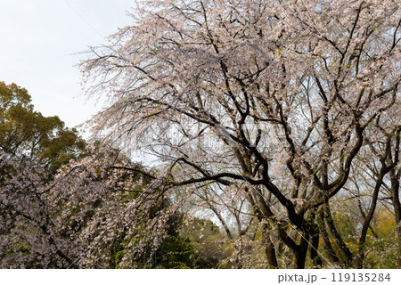 青空と緑と満開の枝垂れ桜 青空と緑と満開の枝垂れ桜 119135284