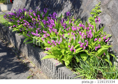 可愛い シランの花 可愛い シランの花 119135334