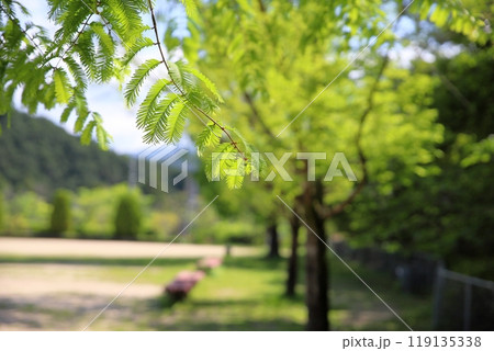 爽やか メタセコイアの若葉 爽やか メタセコイアの若葉 119135338