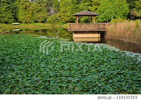 秋の色づき始め　水生植物群生　大池湖畔　城山公園　桶川市　　 119135355