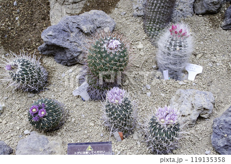 サボテンの開花(千波万波/白翁玉) サボテンの開花(千波万波/白翁玉) 119135358