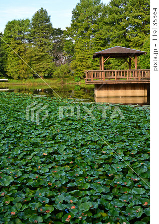 秋の色づき始め 水生植物群生 大池湖畔 城山公園 桶川市 秋の色づき始め 水生植物群生 大池湖畔 城山公園 桶川市 119135364