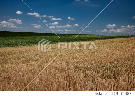 夏の終わりを告げる大地と丘 夏の終わりを告げる大地と丘 119135487