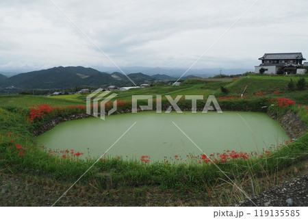 小さな池とヒガンバナ　 119135585