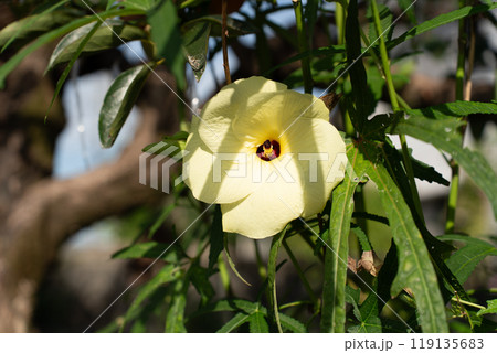 花オクラ 119135683