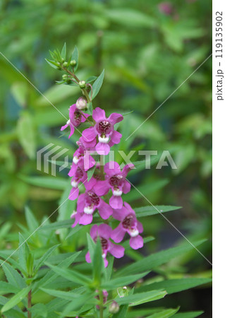 ホソバアンゲロンソウ 119135902