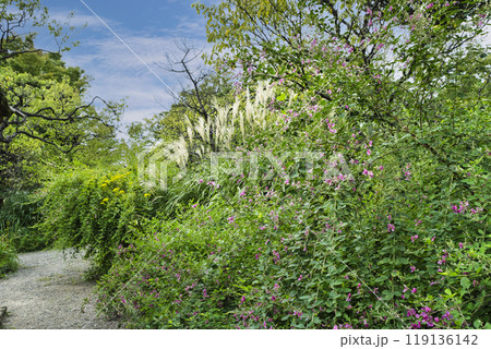 東京都　向島百花園　初秋　萩の風景　国指定名勝 119136142