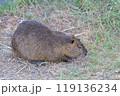お散歩中のヌートリア 119136234