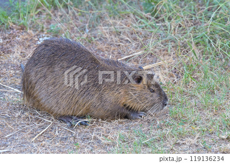 お散歩中のヌートリア 119136234