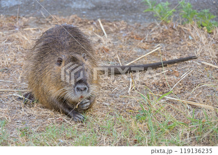 ヌートリアの朝食 ヌートリアの朝食 119136235