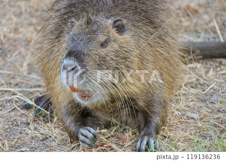 大きな歯を剥くヌートリア 大きな歯を剥くヌートリア 119136236
